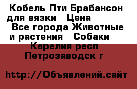 Кобель Пти Брабансон для вязки › Цена ­ 30 000 - Все города Животные и растения » Собаки   . Карелия респ.,Петрозаводск г.